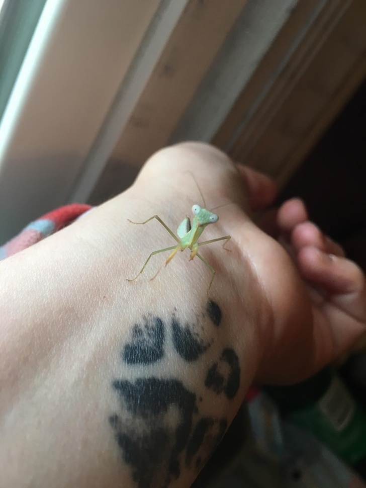 Illustration de l'article : Ces 26 curiosités qui montrent la diversité de notre monde