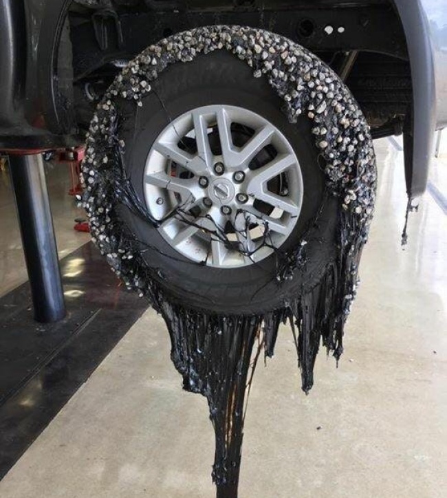 Illustration de l'article : 24 des pires poisses les plus redoutées