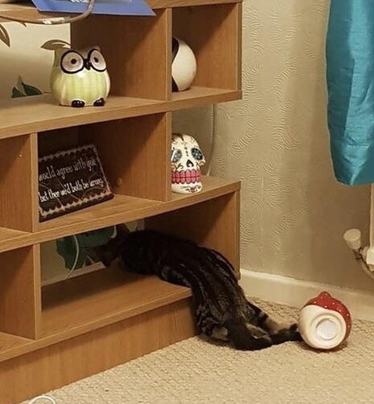 Illustration de l'article : Ces 21 photos qui montrent que l'été peut parfois être difficile à vivre