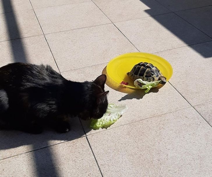 Illustration de l'article : Ces 19 photos illustrant les plus belles amitiés entre animaux de compagnie