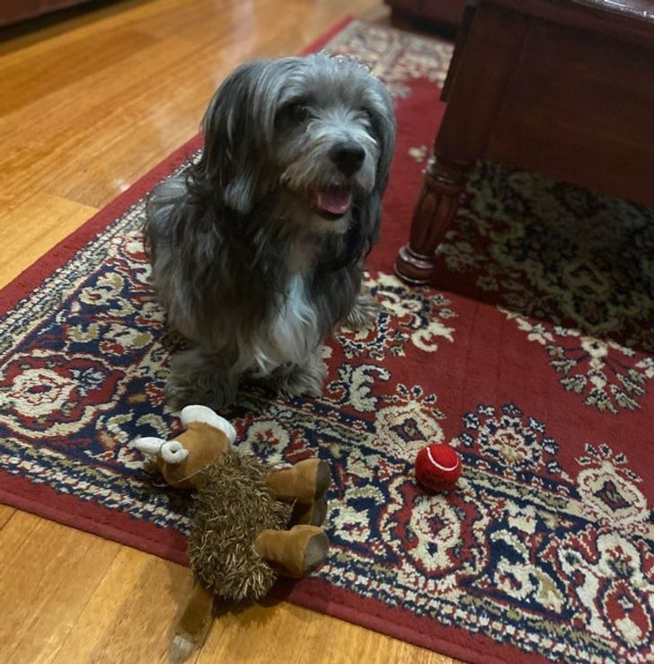 Illustration de l'article : Ces 17 photos d'animaux qui ont trouvé un foyer aimant