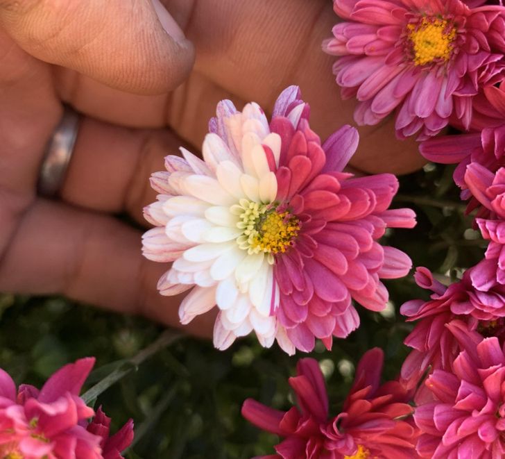 Illustration de l'article : Ces 17 photos qui montrent à quel point la nature est riche