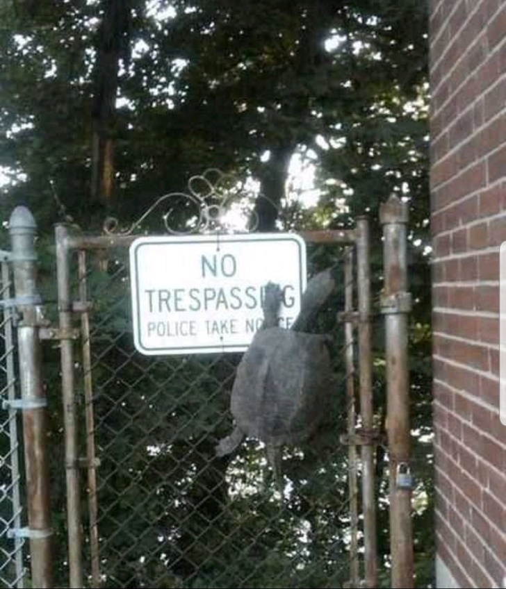 Illustration de l'article : Ces 20 photos qui montrent que la nature peut aussi plaisanter