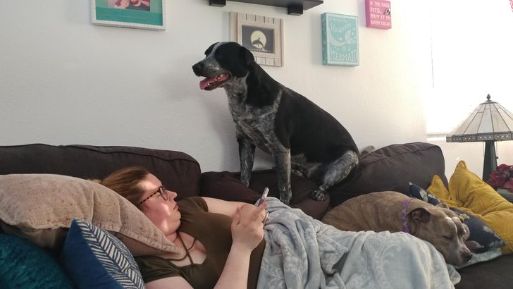 Illustration de l'article : Ces 15 photos de chiens qui se prennent pour des chats