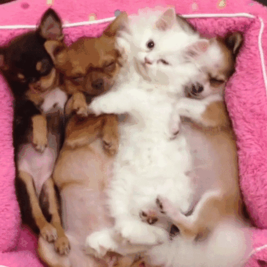 Illustration de l'article : Qui a vraiment le niveau pour trouver l'intrus sur ces 100 photos ? 