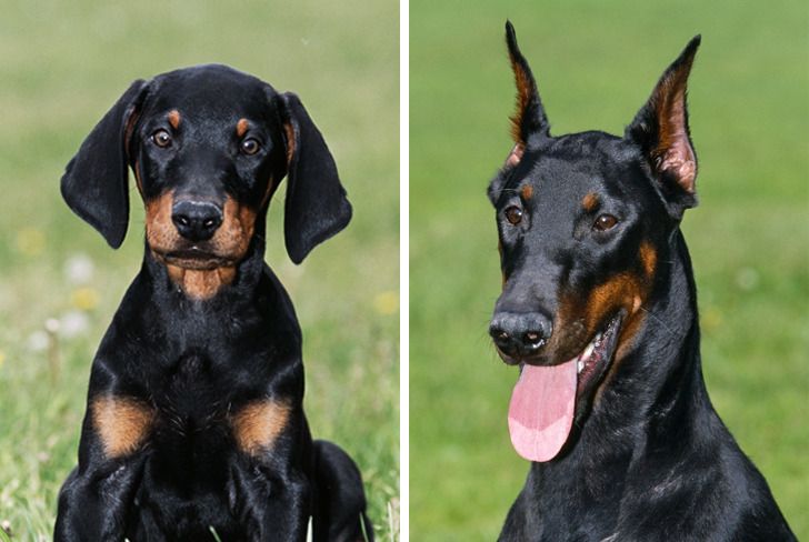 Illustration de l'article : Ces 20 photos de chiots devenus des molosses