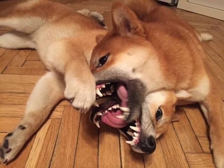 Illustration de l'article : Ces 20 photos présentant des situations particulièrement ambigües