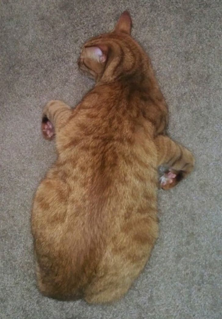 Illustration de l'article : Ces 20 animaux qui font tout pour faire croire qu'ils ont une vie très fatigante