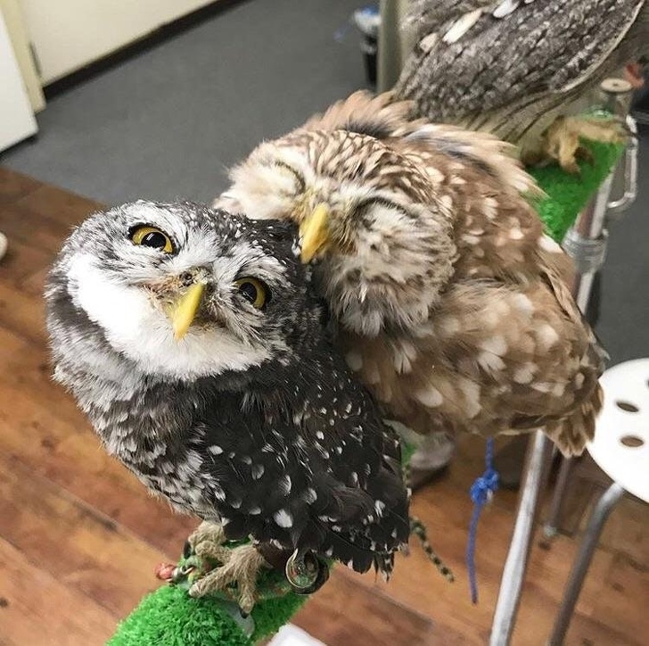 Illustration de l'article : Ces 15 photos attendrissantes qui respirent le bonheur