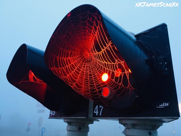 Illustration de l'article : Ces 26 curiosités qui montrent la diversité de notre monde