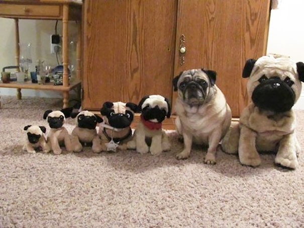 Illustration de l'article : Qui a vraiment le niveau pour trouver l'intrus sur ces 100 photos ? 