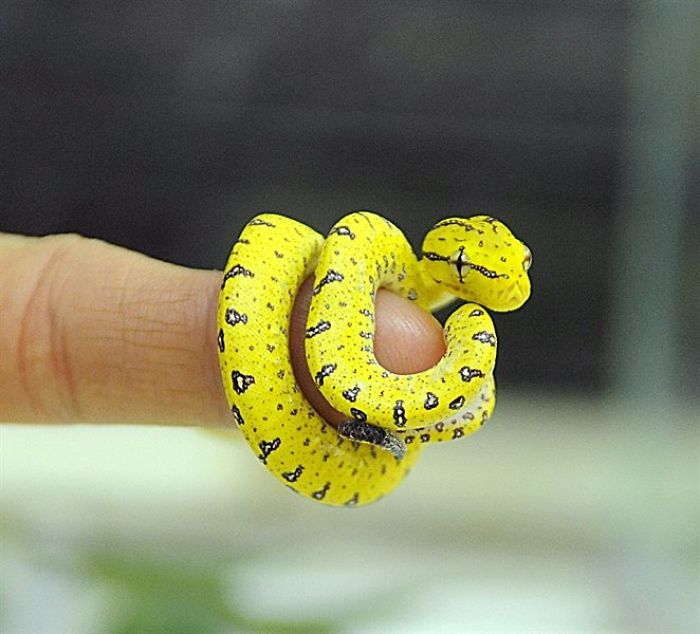 Illustration de l'article : 20 serpents qui vous aideront sûrement à dédramatiser les reptiles