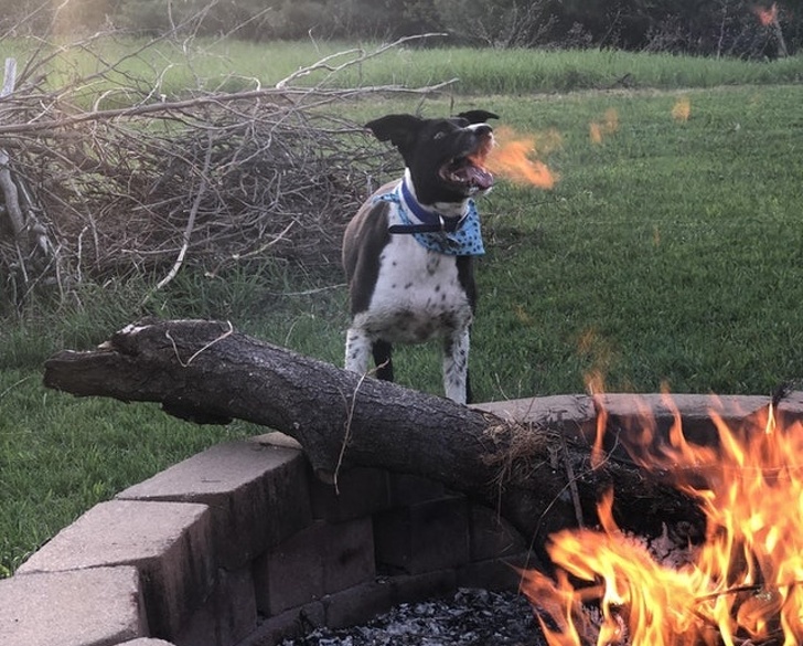 Illustration de l'article : Ces 19 photos capturées pile au bon moment