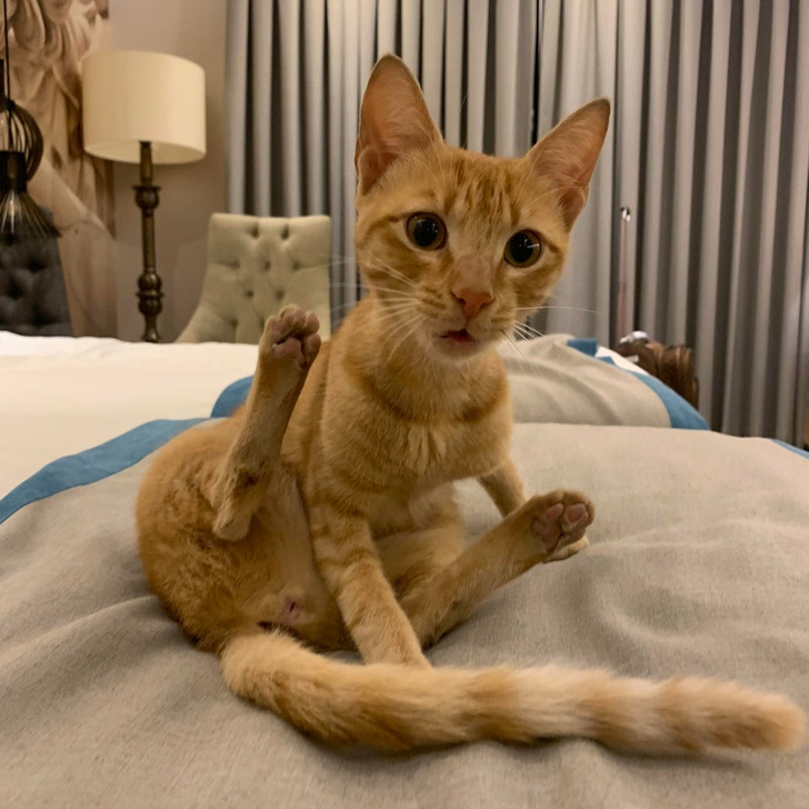 Illustration de l'article : Ces 18 photos illustrant de drôles de surprises dans les chambres d'hôtel