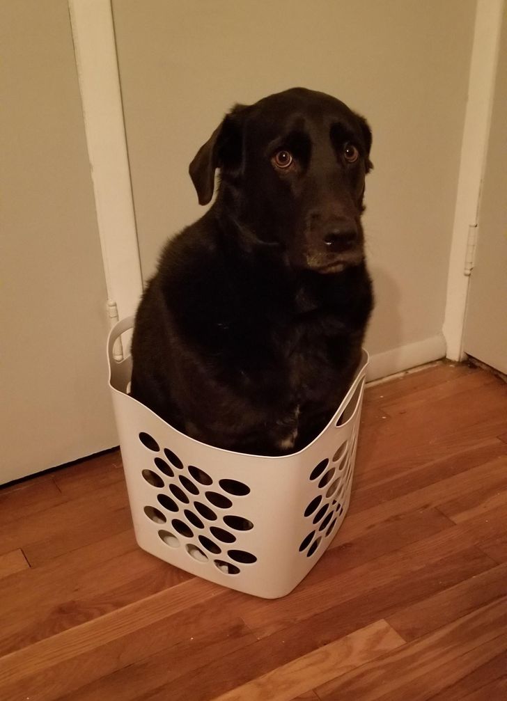 Illustration de l'article : Ces 15 photos de chiens qui se prennent pour des chats