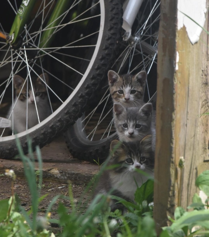 Illustration de l'article : Ces 19 grands-parents qui ont plus d'un tour dans leur sac