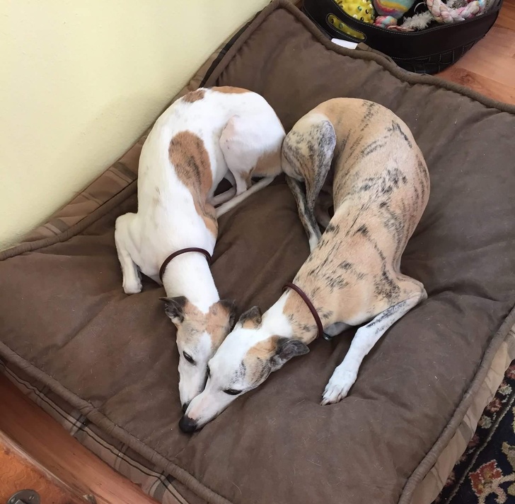 Illustration de l'article : Ces 19 photos qui transmettent la joie de vivre