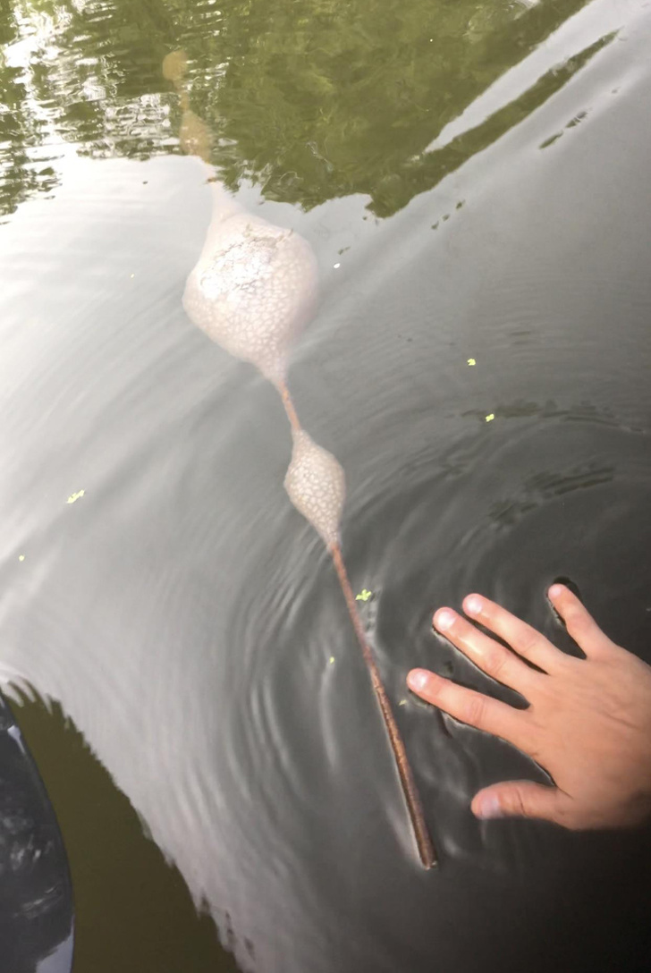 Illustration de l'article : Ces objets étranges ont tous une utilité bien particulière