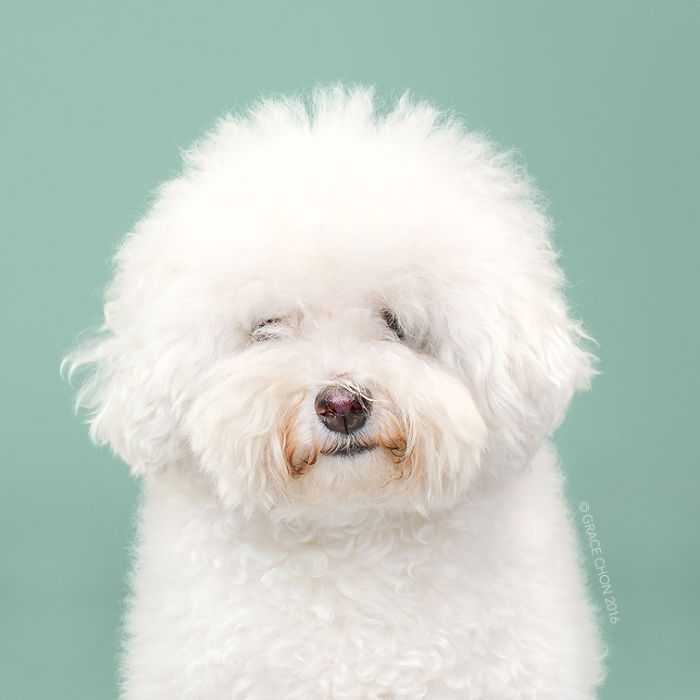 Illustration de l'article : 16 chiens photographiés avant et après une bonne coupe pour l'été !