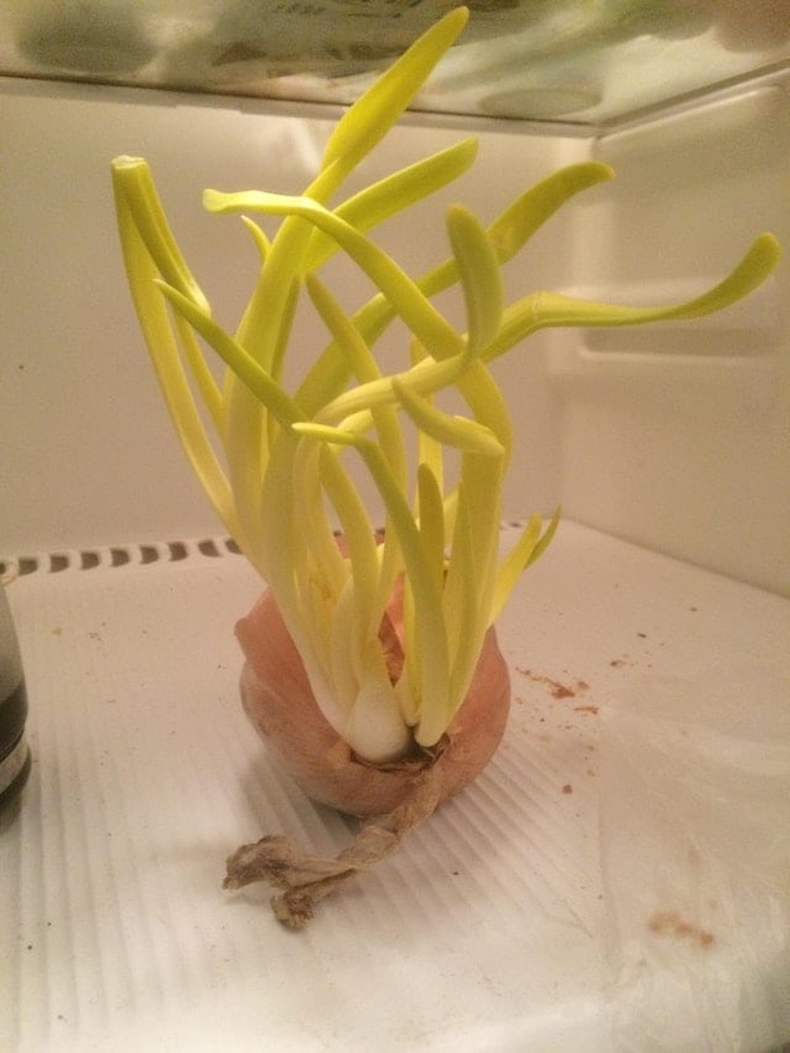 Illustration de l'article : Ces 22 personnes qui n’ont pas peur du ridicule