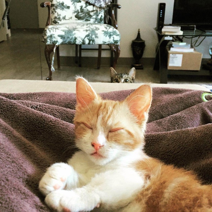 Illustration de l'article : Ces 13 photos qui montrent que les chats et les chiens peuvent aussi être jaloux