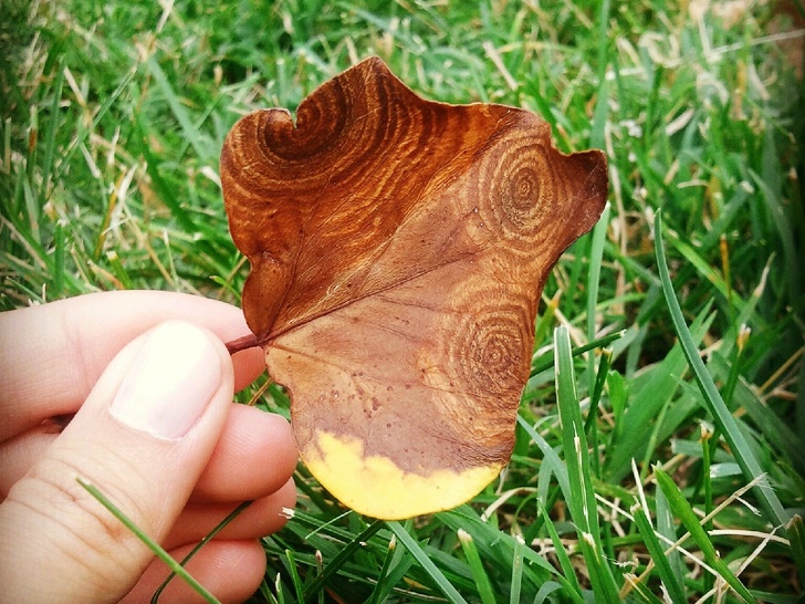 Illustration de l'article : Ces 25 photos font apparaître autre chose pour le cerveau