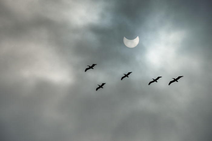 Illustration de l'article : 30 clichés époustouflants de l’éclipse solaire de 2017