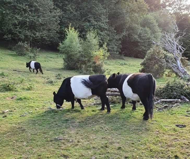 Illustration de l'article : Ces 15 fois où la nature a joué avec les couleurs