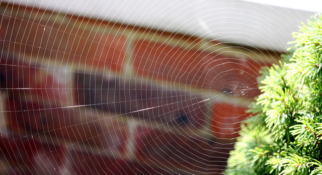 Illustration de l'article : La nature crée de merveilleuses œuvres d’art, comme le montrent ces 31 photos