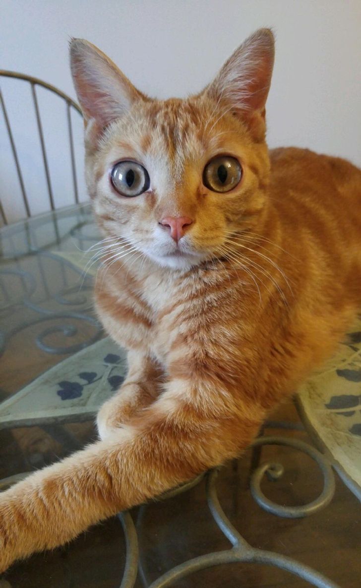 Illustration de l'article : Ces 20 photos illustrant les bonus que donne la nature &agrave; ses &eacute;l&eacute;ments