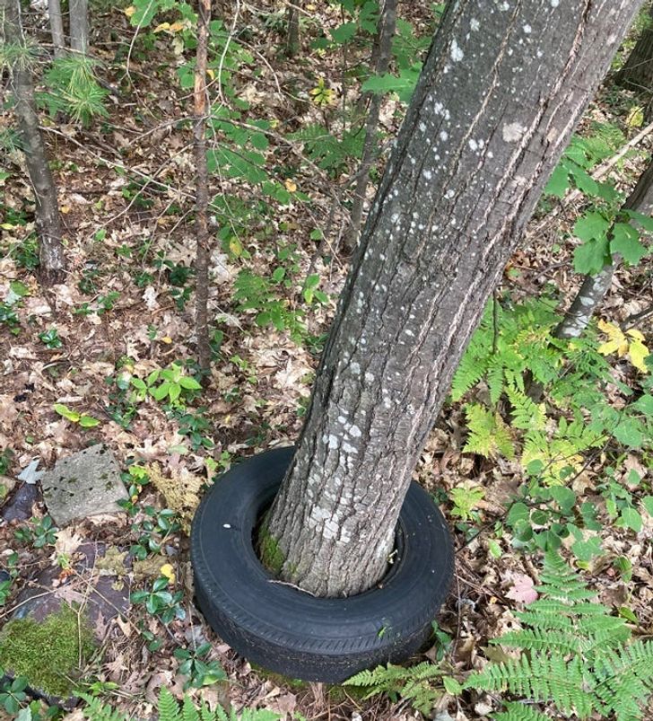 Illustration de l'article : Ces 20 photos qui illustrent les originalités de la nature