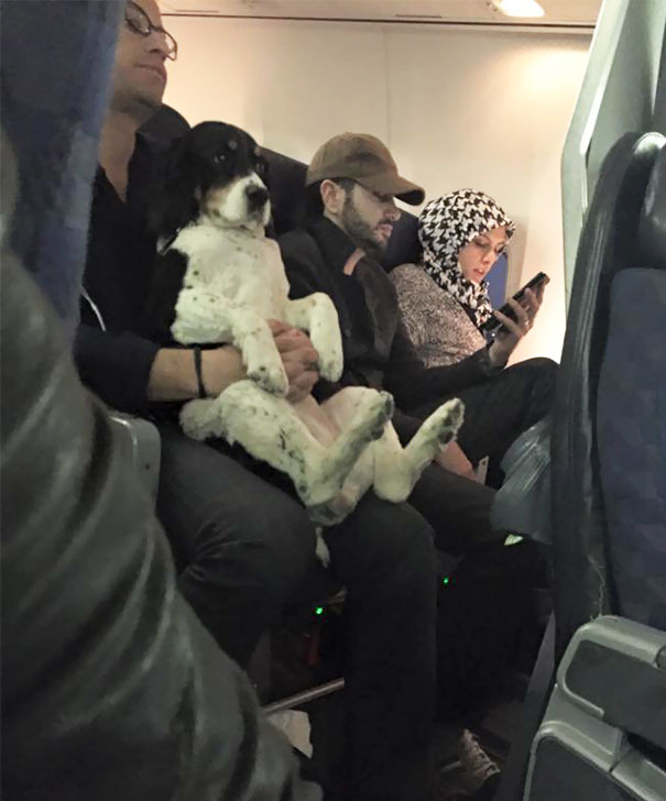 Illustration de l'article : 20 passagers insolites dans des transports aériens