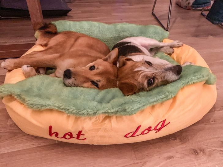 Illustration de l'article : Ces 19 photos illustrant les plus belles amitiés entre animaux de compagnie