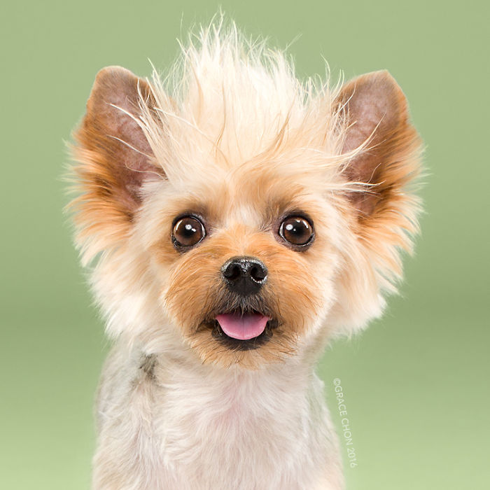 Illustration de l'article : 16 chiens photographiés avant et après une bonne coupe pour l'été !