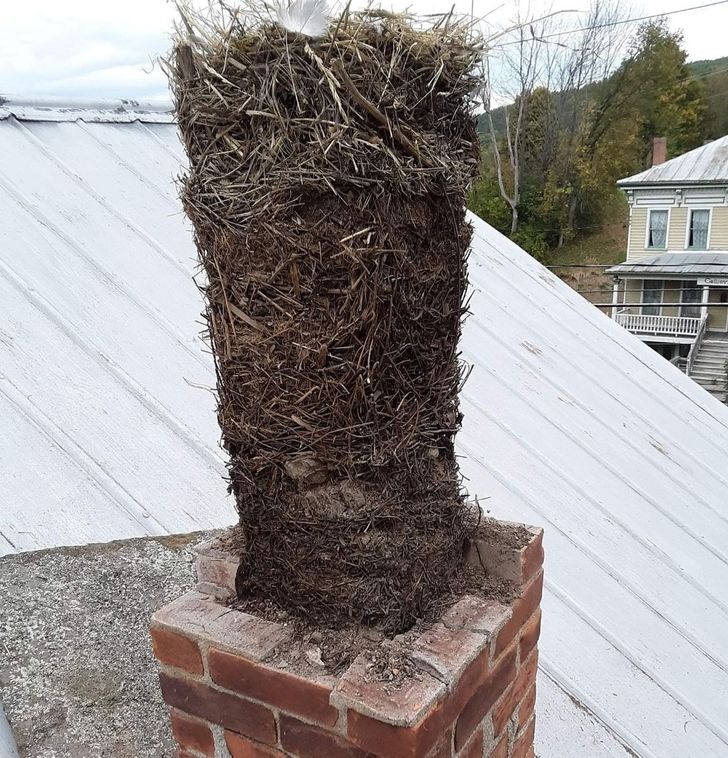 Illustration de l'article : Ces 16 photos qui illustrent la beauté et l'originalité de la nature