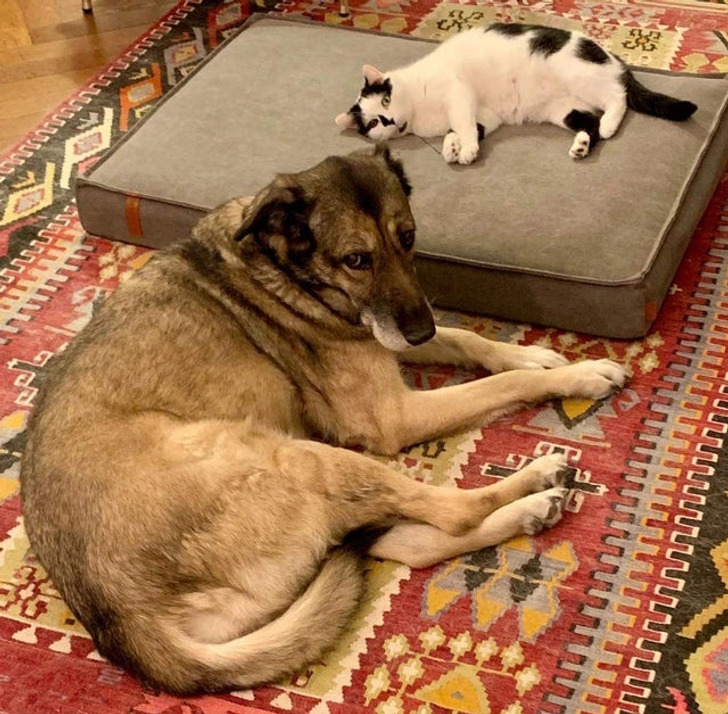 Illustration de l'article : Ces 19 photos de chats qui défient toutes les lois établies