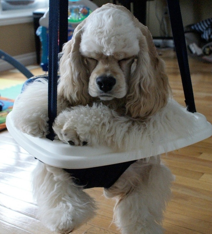 Illustration de l'article : Ces 13 photos qui montrent la jalousie dans le monde