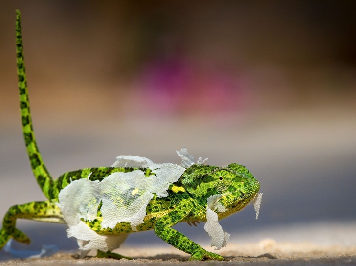 Illustration de l'article : Cette sélection des 19 plus belles photos de 2018