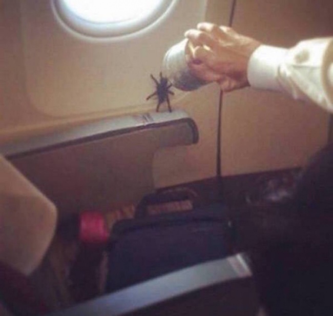 Illustration de l'article : 15 choses étonnantes s’étant passées durant un vol