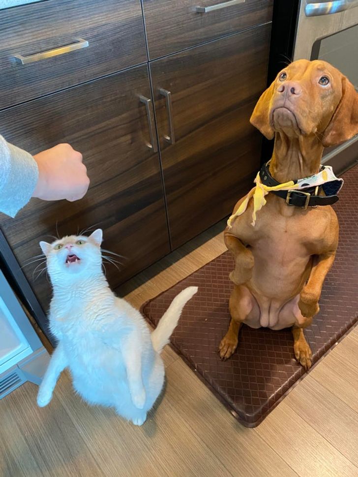 Illustration de l'article : Ces 19 photos illustrant les plus belles amitiés entre animaux de compagnie