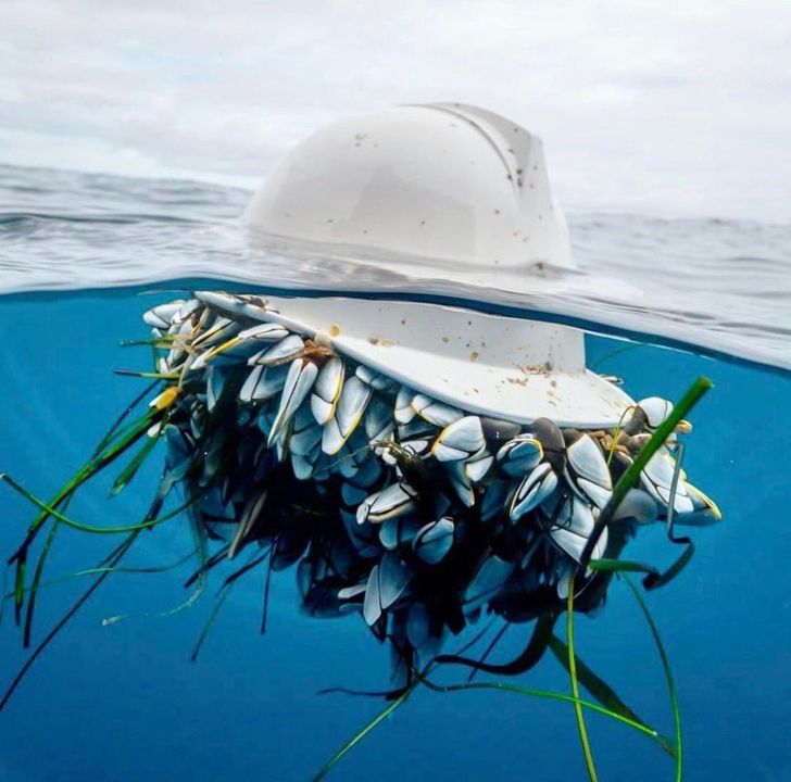 Illustration de l'article : Ces 18 photos de la nature lorsqu'elle reprend ses droits