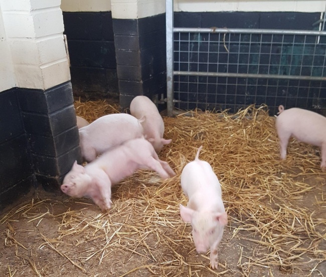 Illustration de l'article : 24 photos dont l’arrière-plan est bien plus drôle que l’action principale