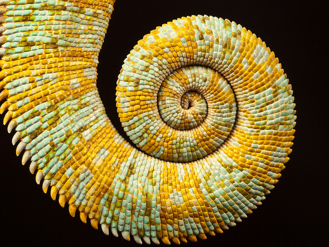 Illustration de l'article : La nature crée de merveilleuses œuvres d’art, comme le montrent ces 31 photos