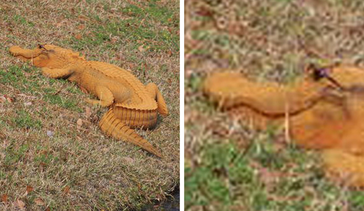 Illustration de l'article : Ces 23 curiosités qui montrent qu'il faut être attentif autour de soi