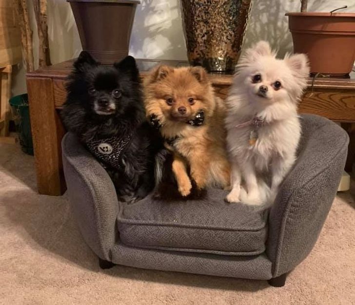 Illustration de l'article : Ces 19 photos de ce qu'on peut trouver de mieux dans les brocantes