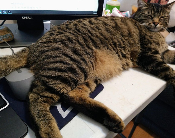 Illustration de l'article : Ces 19 photos de chats qui défient toutes les lois établies