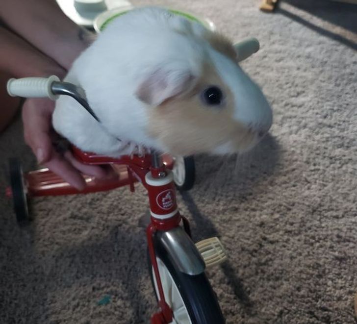 Illustration de l'article : Ces 19 photos de ce qu'on peut trouver de mieux dans les brocantes