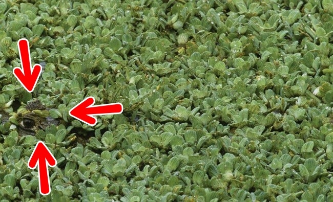 Illustration de l'article : Si vous n'avez pas une vision parfaite, vous ne trouverez pas les animaux cachés sur ces 10 photos !