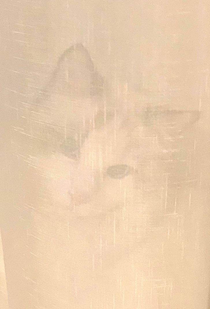 Illustration de l'article : Ces 19 photos illustrant les piètres talents des animaux de compagnie au jeu de cache-cache