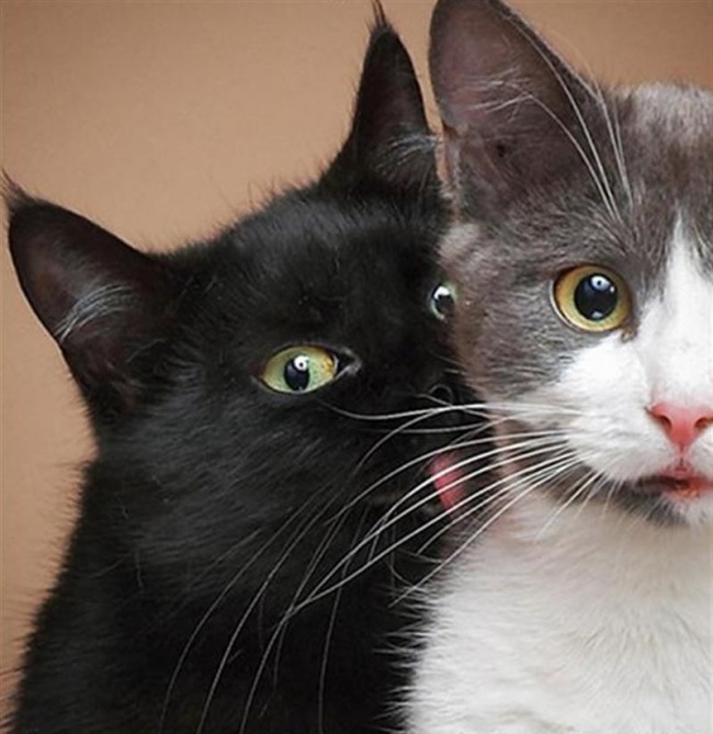 Illustration de l'article : 17 chats immortalisés au bon moment